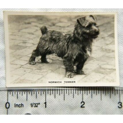 1939 Senior Service Dogs No. 34 Norwich Terrier