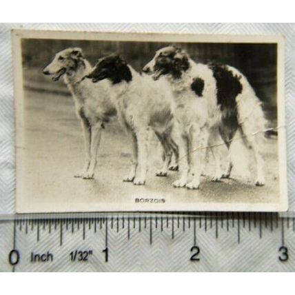 1939 Senior Service Dogs No. 32 Borzois