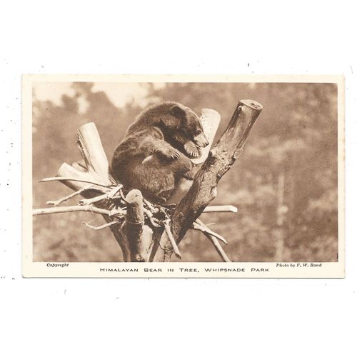 F.W.BOND PUBLISHED POSTCARD OF A HIMALAYAN BEAR IN TREE AT WHIPSNADE PARK (1571)
