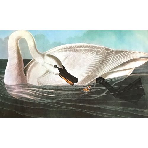 Vintage Audubon SWAN Bird Print Poster Natural History wall art room decor