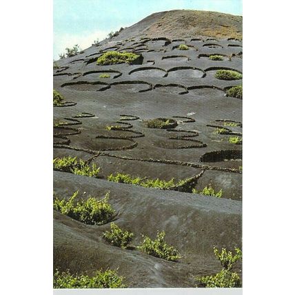 Lanzarote valle de la Geria Spain Postcard used VGC