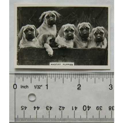 1939 Senior Service Dogs No. 33 Mastiff Puppies