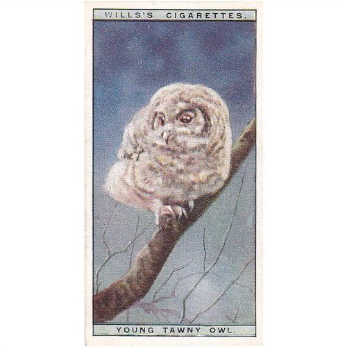 Wills Life In The Tree Tops Card No. 40 Young Tawny Owl