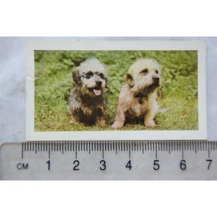 1961 Hornimans Tea Dogs No. 20 Dandie Dinmont Terrier