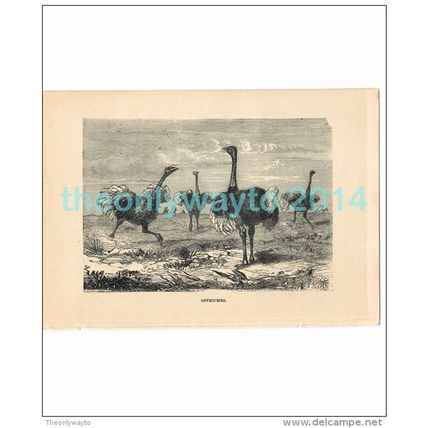 OSTRICHES, AFRICA, Book Illustration, c1883