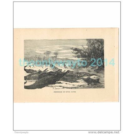 CROCODILES ON THE RIVER BANK, AFRICA, Book Illustration, c1883