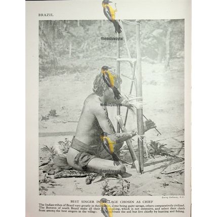 Native Musician, Brazil, (Bororos Indian At Work On Back), Book Illustration