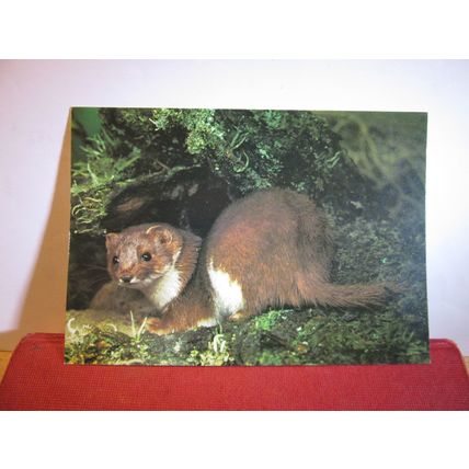WEASEL. COLLECTACARD postcard by J.Arthur Dixon KWA/22991 =