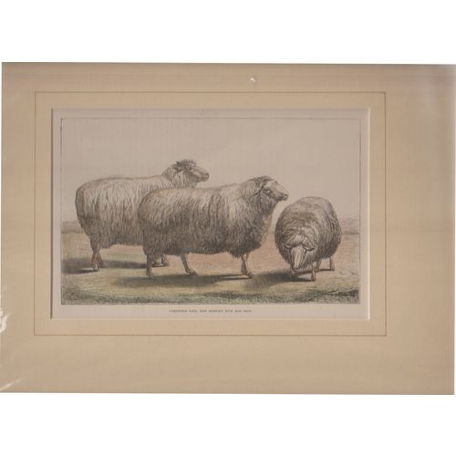 Print 1860s Cotswold Ram & Dishley ewe & ram by Lavielle