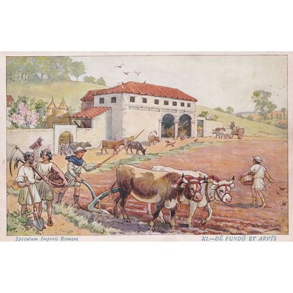 Cattle Farming at Roman Forum Italian Latin School Old Card