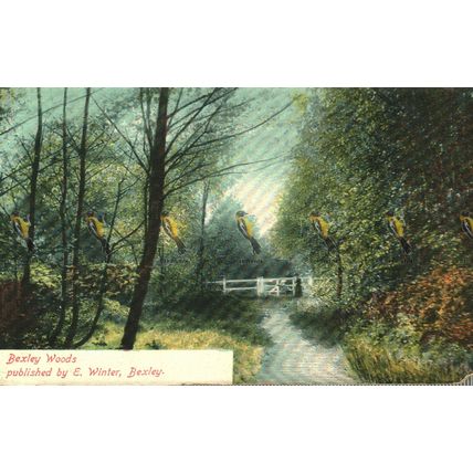 Bexley Woods, Kent, E Winter, Saxony, Postcard, 1900/10s