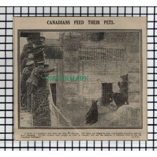 (8108) 1st Canadian Contingent Bear Mascots WW1 - 1916 Cutting