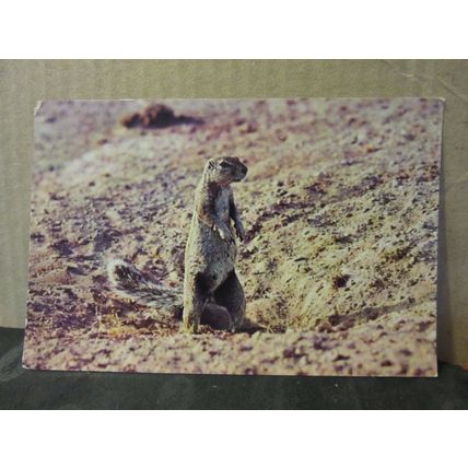 GROUND SQUIRREL, OKAUKUAJO, ETOSHA PAN, SOUTH WEST AFRICA used postcard 1980s =