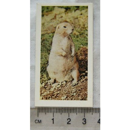 1958 Horniman's Tea card Wild animals No. 18 Prairie Marmot