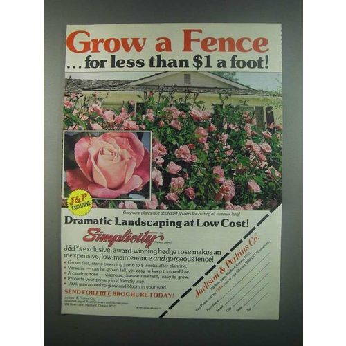 1984 Jackson & Perkins Hedge Rose Ad - Grow a Fence