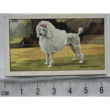 1936 Gallaher Dogs 1st Series No. 2 The French Poodle