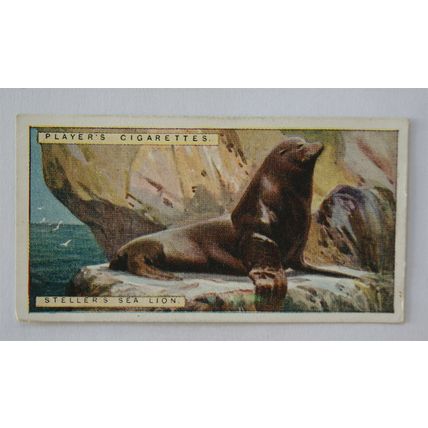 1924 Players Natural History card No. 28 Steller's Sea-Lion