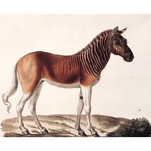 Quagga Horse Antique Print Engraving Werner 1824 Poster Animal Art Decor Gift