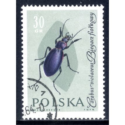 POLAND 1961, Insects - Violet Ground Beetle (Carabus violaceus), 30 G, CTO