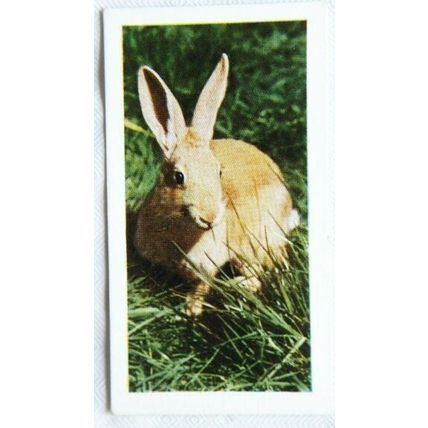 1960 Horniman's Tea card Pets No. 6 Rabbit