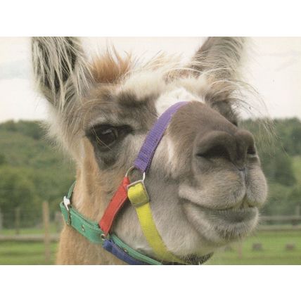 Camel Goat With LGBT Rainbow Muzzle Animal Postcard