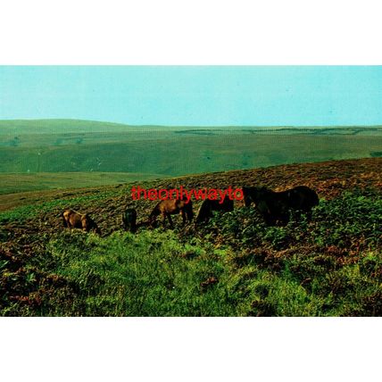 Exmoor, 5 Ponies, Somerset, Plastichrome Colourpicture, Postcard