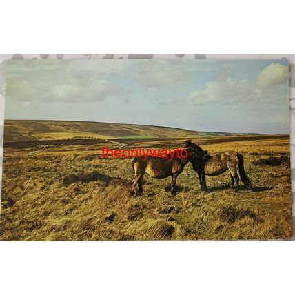Exmoor, 2 Ponies, Somerset, Plastichrome Colourpicture, Postcard