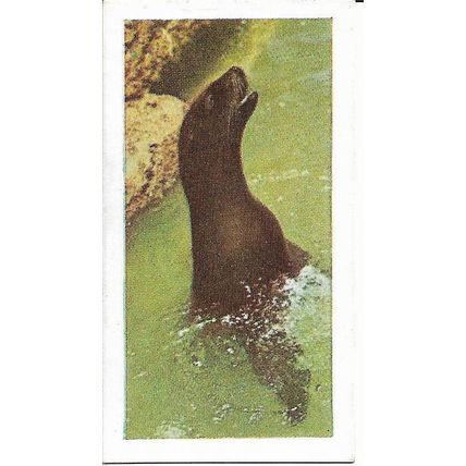 Wild Animals 1958 Horniman's Tea Card 34 - Sea Lion