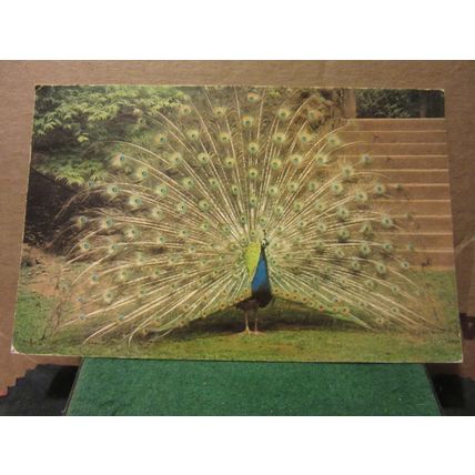 A PEACOCK, CRICKET ST. THOMAS WILD LIFE PARK, SOMERSET used postcard. 1980 pm #