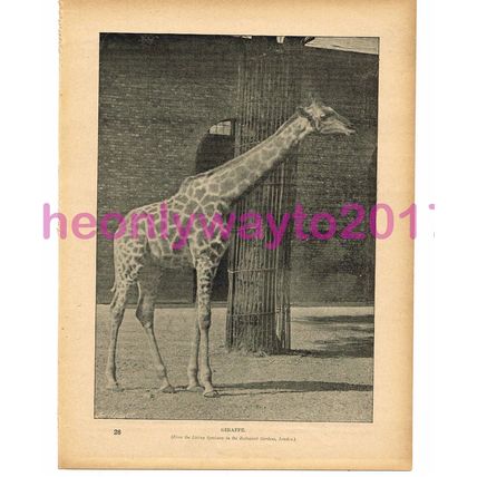 Giraffe, Victorian Natural History Book Illustration, 1896