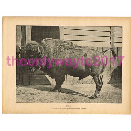 Bison, Victorian Natural History Book Illustration, 1896