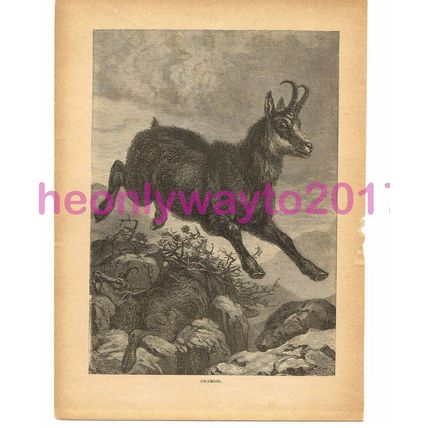 Chamois, Victorian Natural History Book Illustration, 1896