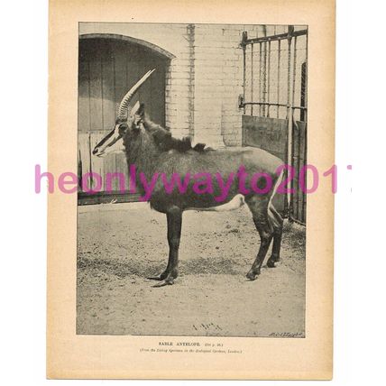 Sable Antelope, Victorian Natural History Book Illustration, 1896