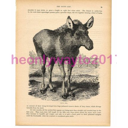 Elk, Victorian Natural History Book Illustration, 1896