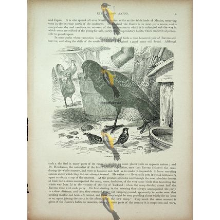 Common Raven, Natural History Book Illustration, 1896