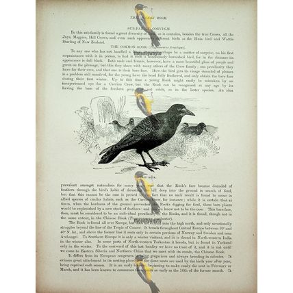 Common Rook, Natural History Book Illustration, 1896