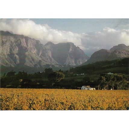 Photographic Postcard - Vineyard autumn scene at Franschhoek, South Africa