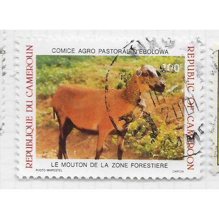 CAMEROUN CAMEROONS 1990 EBOLOWA AGRICULTURAL SHOW USED SHEEP FOREST