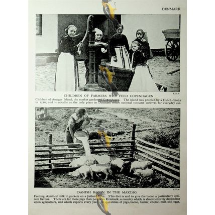 Danish Women's Headdresses (Farming On Back), Book Illustration (Print), c1920