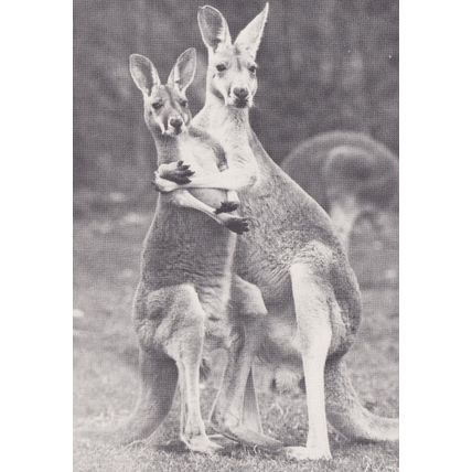 Dont Slaughter Us Animal Kangaroo Australia House RPC Postcard