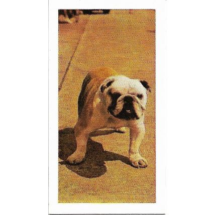 Dogs 1961 Hornimans Tea Card 29 - Bulldog