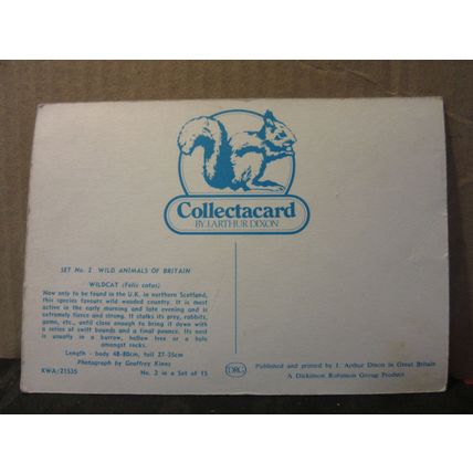 WILDCAT vintage unused postcard Collectacard by J. Arthur Dixon KWA/21353 (a) #