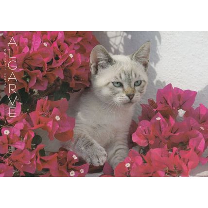 A Portugal Cat Peeping Out Of Portuguese Pink Flower Bush Postcard