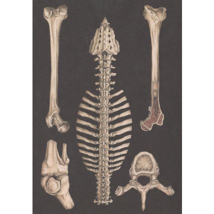Knee Joint Femur Vertebral Column Morbid Skeleton Anatomy Postcard
