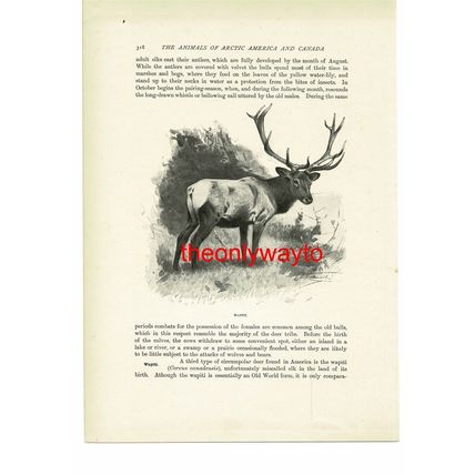 Wapiti, Animal Book Illustration (Print), c1916