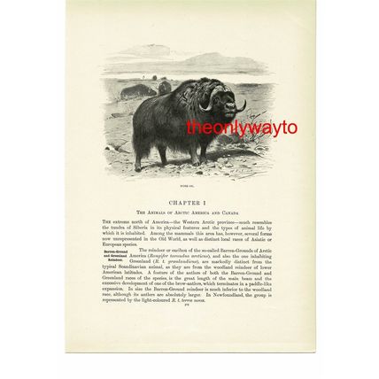 Musk Ox, Animal Book Illustration (Print), c1916