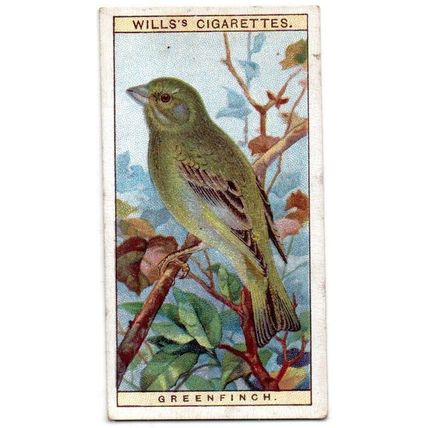 SINGLE WILLS CIGARETTE CARD BRITISH BIRDS 1917 NUMBER 2 GREENFINCH