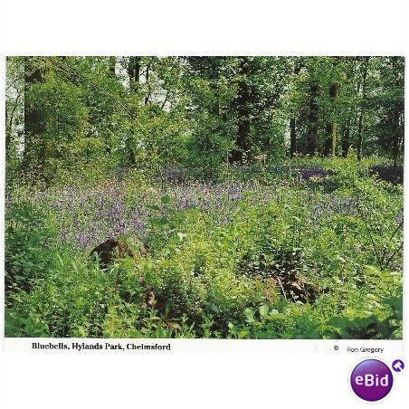 Chelmsford, Essex - Hylands Park Essex postcard