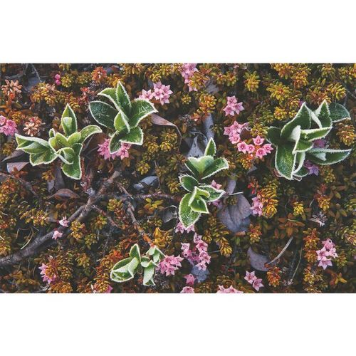 K1512: Moorland Plants