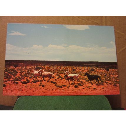 AMERICAN WILD HORSES.. unused postcard =